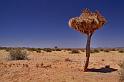 031 Fish River Canyon, kokerboom